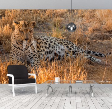 Picture of Leopard lying in the grad Khomas Namibia
